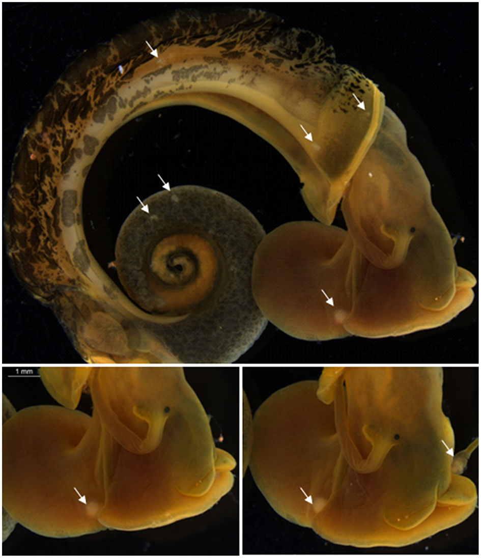 Dissected Biomphalaria glabrata containing Schistosoma mansoni primary sporocysts; scale bar 1 mm