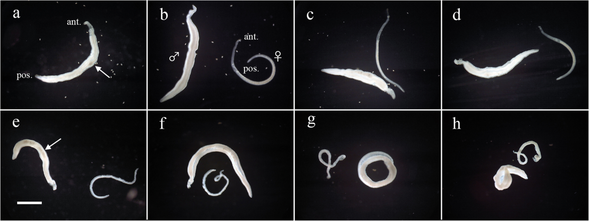 Paired adult Schistosoma mansoni worms; scale bar 1 mm