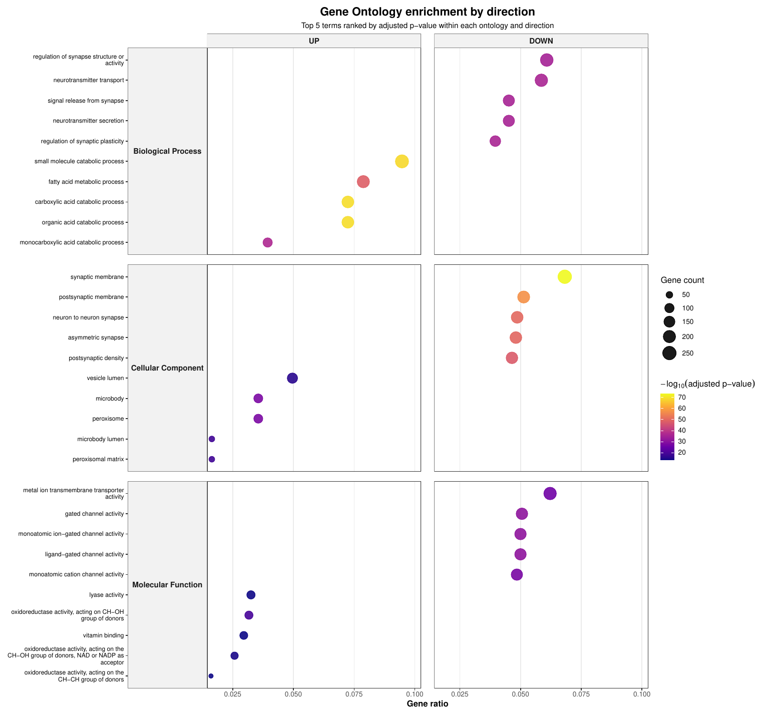 Host GO biological theme faceted dotplot top 5