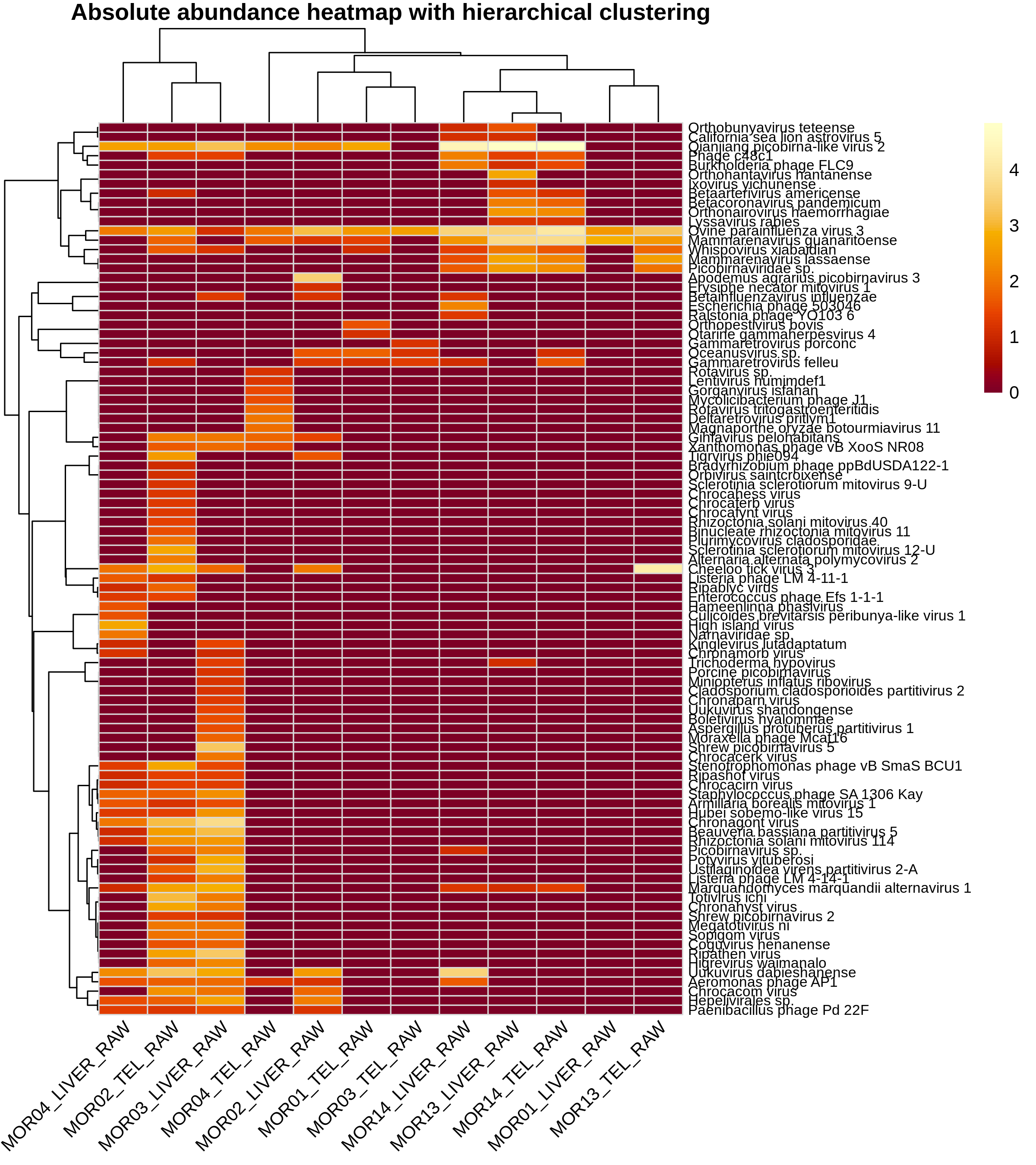 Absolute abundance taxonomic heatmap